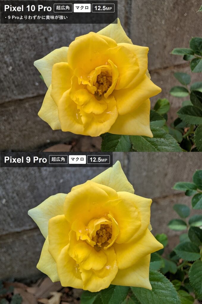 Pixel 10 ProとPixel 9 Proの超広角カメラでのマクロ―フォーカス撮影比較。花を撮影。わずかに10 Proのほうが黄味が強いが、ほぼ同じ検証結果