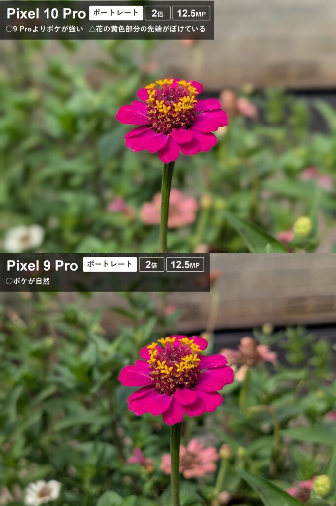 Pixel 10 ProとPixel 9 Proのメインカメラでポートレート撮影した花の写真比較。10Proのほうがボケ感が強いが、9 Proのほうが自然なボケ感
